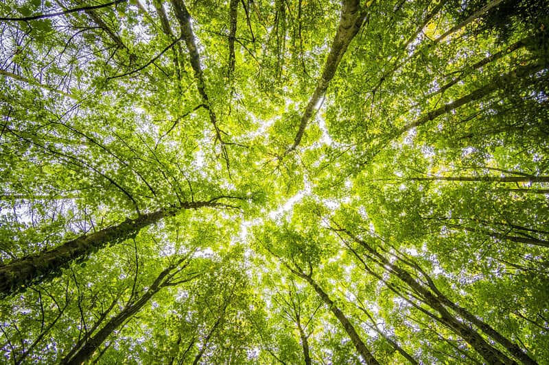 Do you take branches, tree limbs, and stumps?